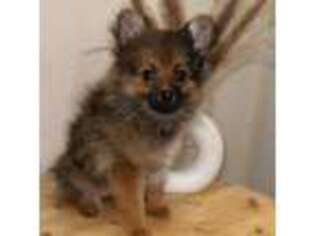 Pomeranian Puppy for sale in Durham, NC, USA