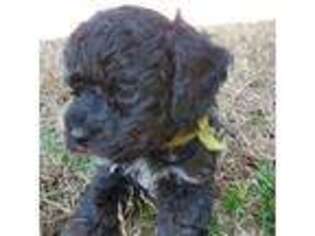 Mutt Puppy for sale in Siloam Springs, AR, USA