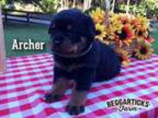 Rottweiler Puppy for sale in Williamsburg, KY, USA