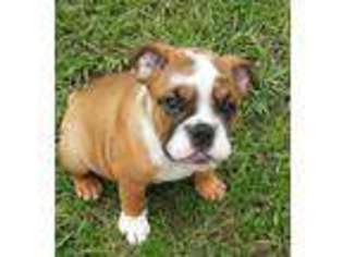 Bulldog Puppy for sale in North Port, FL, USA