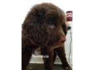 Newfoundland Puppy for sale in Elizabeth City, NC, USA