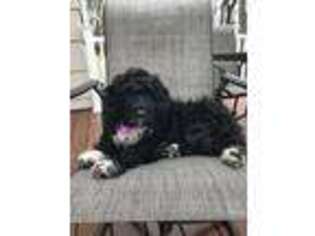 Portuguese Water Dog Puppy for sale in Ringwood, NJ, USA
