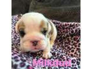 Bulldog Puppy for sale in Wesley, AR, USA