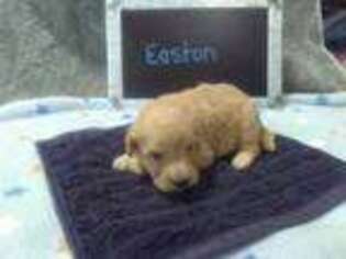 Mutt Puppy for sale in Two Rivers, WI, USA