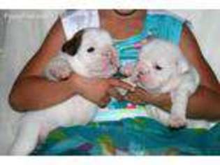 Bulldog Puppy for sale in Yuba City, CA, USA