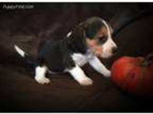 Beagle Puppy for sale in Sapulpa, OK, USA