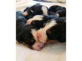Bernese Mountain Dog Puppy for sale in West Valley City, UT, USA