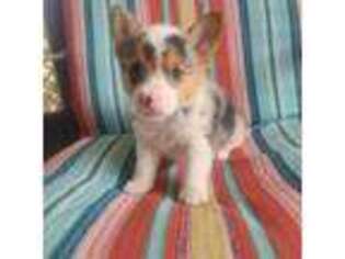 Pembroke Welsh Corgi Puppy for sale in Callahan, FL, USA