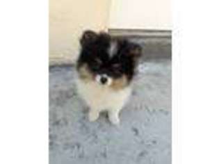 Pomeranian Puppy for sale in Fort Lauderdale, FL, USA