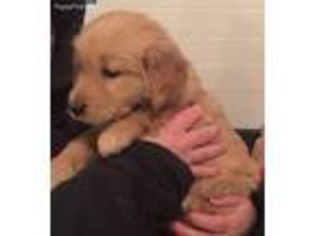 Golden Retriever Puppy for sale in Gonvick, MN, USA