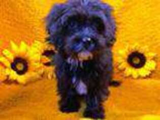 Cavapoo Puppy for sale in Antlers, OK, USA