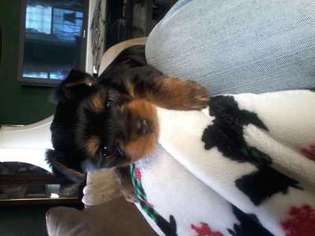 Yorkshire Terrier Puppy for sale in Pawcatuck, CT, USA