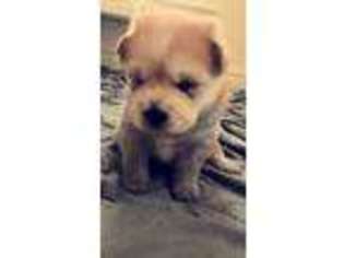 Mutt Puppy for sale in Indiana, PA, USA