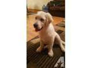 Golden Retriever Puppy for sale in FLUSHING, NY, USA
