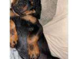 Rottweiler Puppy for sale in Knoxville, TN, USA