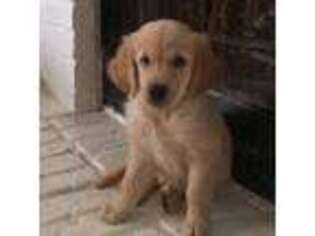 Golden Retriever Puppy for sale in Humble, TX, USA