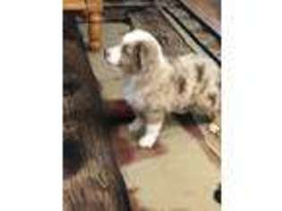 Miniature Australian Shepherd Puppy for sale in Dalhart, TX, USA