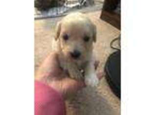 Mutt Puppy for sale in Fishers, IN, USA