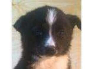 Mutt Puppy for sale in Missoula, MT, USA
