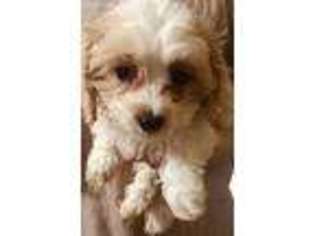 Cavachon Puppy for sale in Cottageville, SC, USA