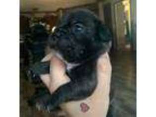 French Bulldog Puppy for sale in Sedalia, MO, USA