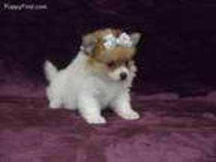 Pomeranian Puppy for sale in Brashear, TX, USA