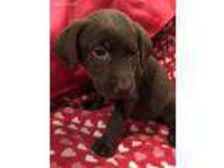 Labradoodle Puppy for sale in Newborn, GA, USA