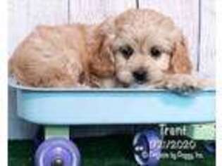 Cavachon Puppy for sale in Millmont, PA, USA