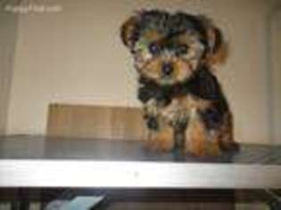 Yorkshire Terrier Puppy for sale in Ashburn, VA, USA