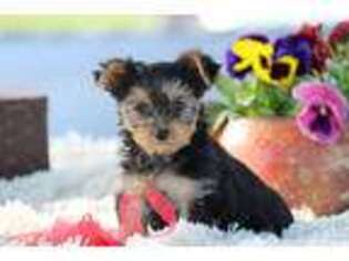 Yorkshire Terrier Puppy for sale in Arbela, MO, USA