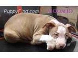 American Staffordshire Terrier Puppy for sale in Arlington, TX, USA
