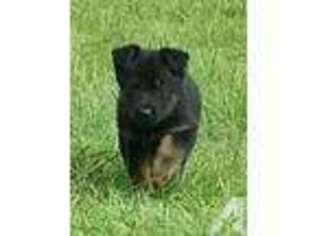 German Shepherd Dog Puppy for sale in WILLISTON, FL, USA