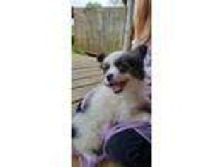 Papillon Puppy for sale in Bowling Green, KY, USA