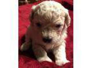 Goldendoodle Puppy for sale in Hohenwald, TN, USA