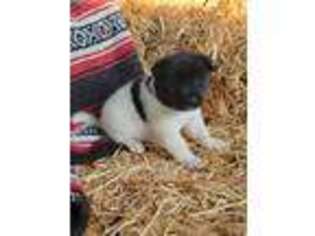 Akita Puppy for sale in Portland, OR, USA