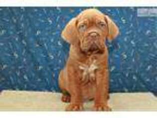 American Bull Dogue De Bordeaux Puppy for sale in Oklahoma City, OK, USA