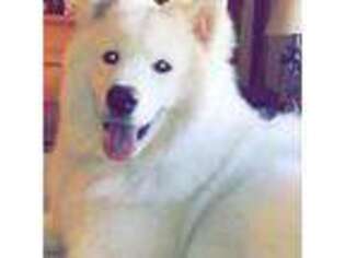 Samoyed Puppy for sale in Stamford, CT, USA