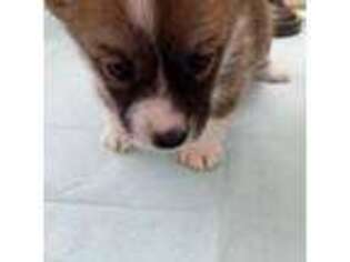 Pembroke Welsh Corgi Puppy for sale in Newberry Springs, CA, USA