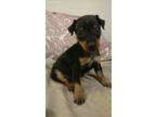Miniature Pinscher Puppy for sale in Oblong, IL, USA