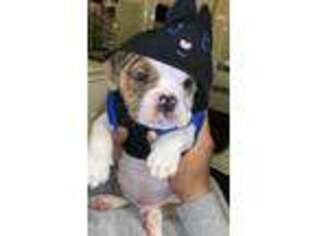 Bulldog Puppy for sale in Northridge, CA, USA