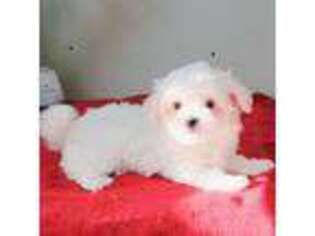 Maltese Puppy for sale in Clarksville, AR, USA
