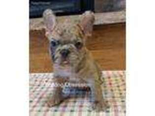 French Bulldog Puppy for sale in Sibley, IA, USA