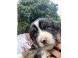 Australian Shepherd Puppy for sale in Pearl River, NY, USA