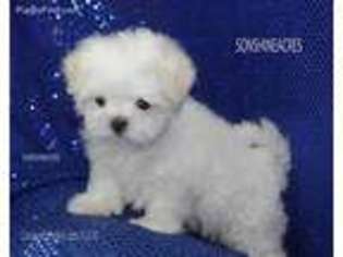 Maltese Puppy for sale in Elmwood, NE, USA