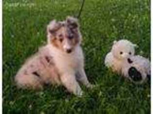 Shetland Sheepdog Puppy for sale in Lowell, OH, USA