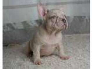 French Bulldog Puppy for sale in Cold Spring, NY, USA
