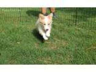 Border Collie Puppy for sale in Winston Salem, NC, USA