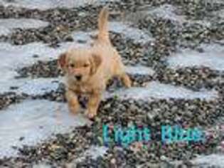 Golden Retriever Puppy for sale in Cle Elum, WA, USA