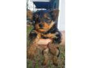 Yorkshire Terrier Puppy for sale in Greenfield, MO, USA