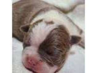 Boston Terrier Puppy for sale in Saint Agatha, ME, USA